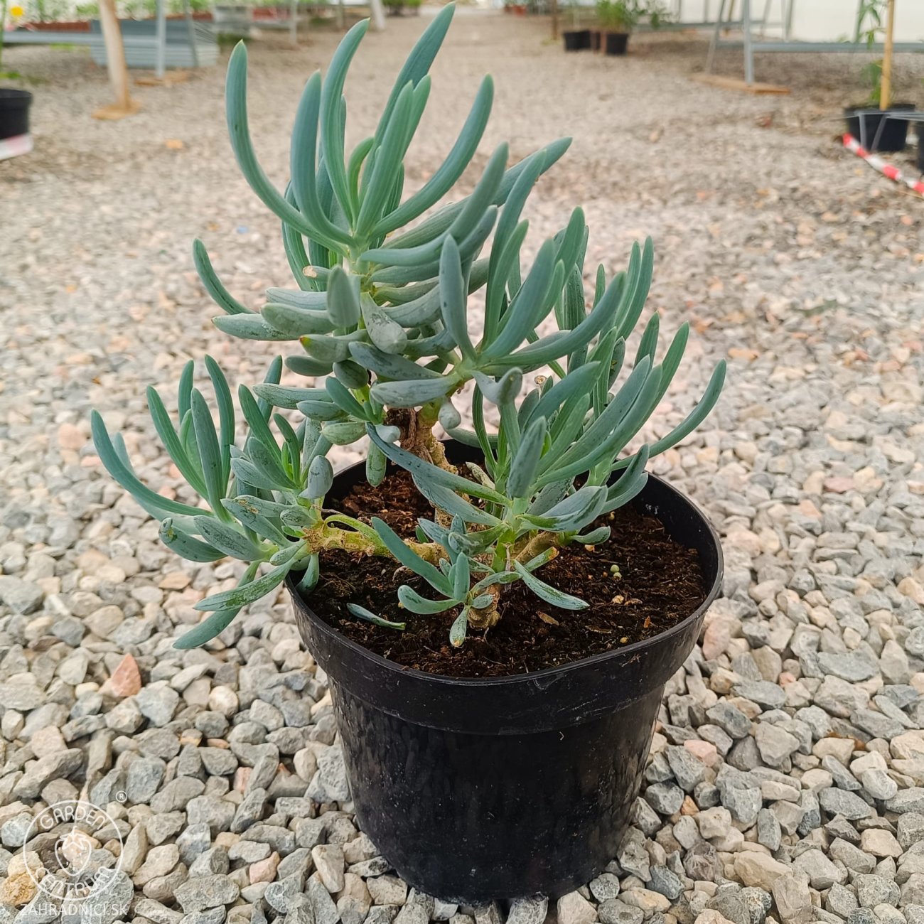 Obrázok Starček mandraliskový (Senecio mandraliscae) ´BLUE MOUNTAIN´ - výška 10-20 cm, kont. C2L (-5 °C)